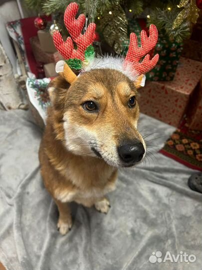 Собака Алиса