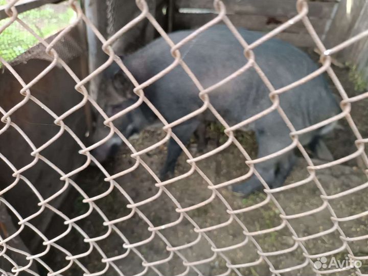 Свинья на мясо,Свиноматка и кабанчик