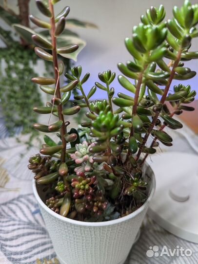 Суккуленты Sedum rubrotinctum
