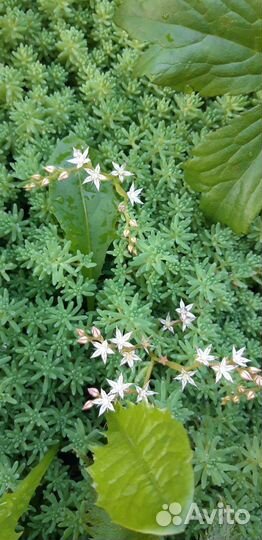 Суккуленты для сада