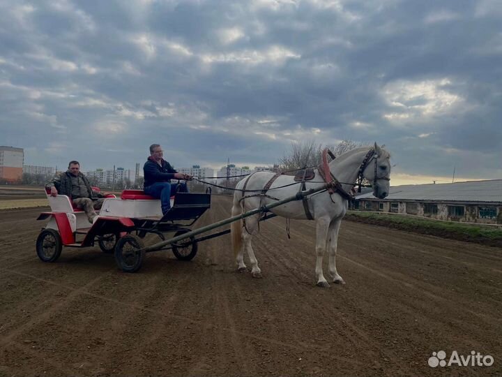 Катание на лошадях карета и лошадь для фотосессии