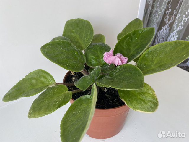 Фиалка розовая