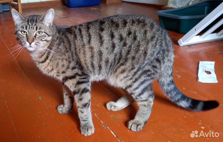 Коты