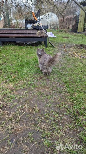 Ласковая кошечка в добрые руки