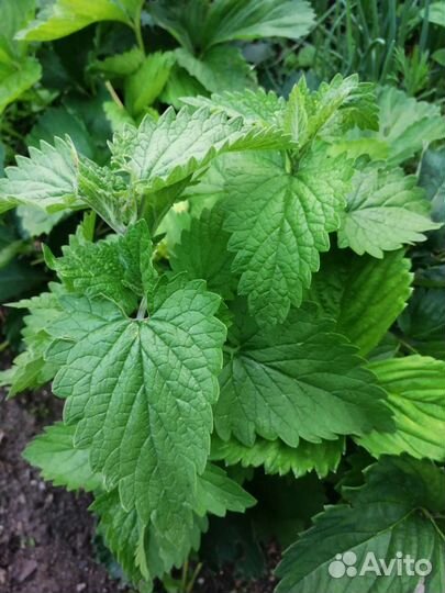 Мята, мелисса