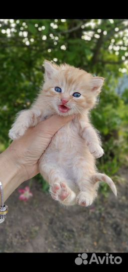 Прелестные котятки