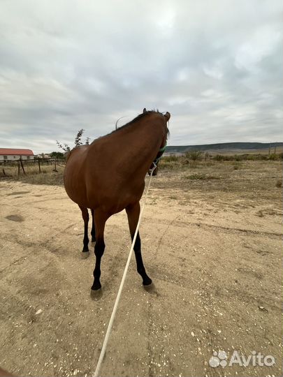 Лошадь кабыла