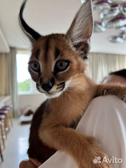 Зоопсихолог по кошкам Фелинолог Дрессировка кошек