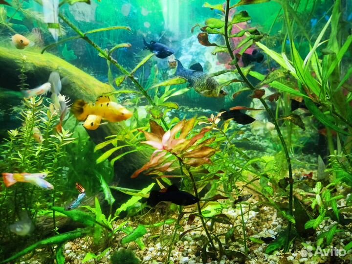 Аквариумные рыбки и растения