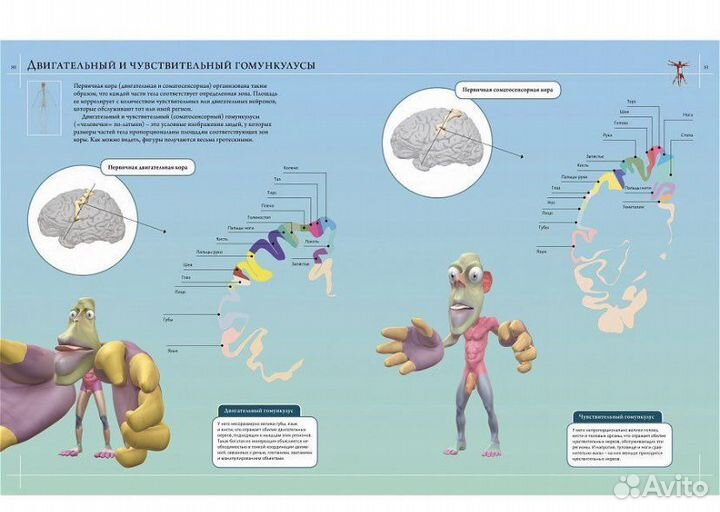 Атлас анатомии человека. Mahaon (Махаон)