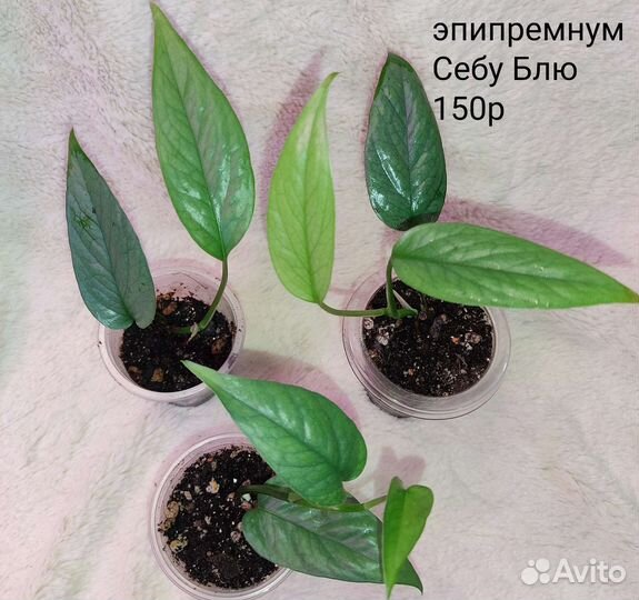 Эпипремнум,сциндапсус