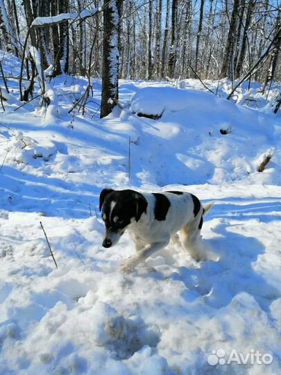 Маленькая собака в добрые руки