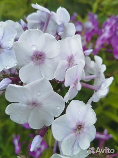 Флоксы многолетние сортовые