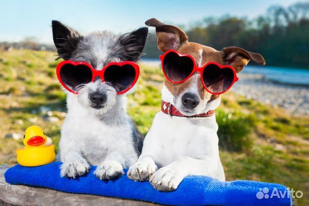 Инструктор по вязке собак, помощь при вязке, ико