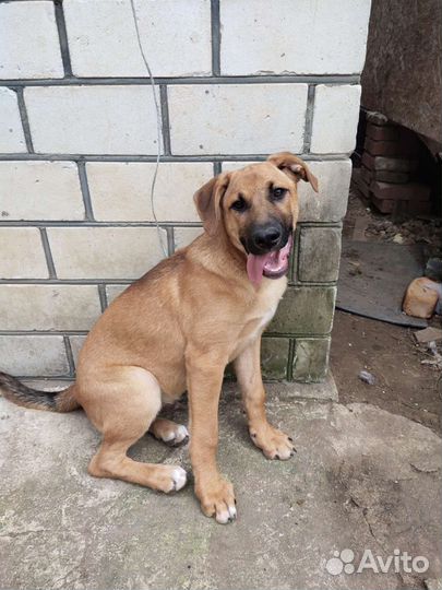 Щенок подросток в добрые руки