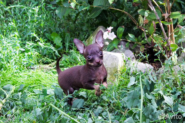 Щенки мальчики- тойчики