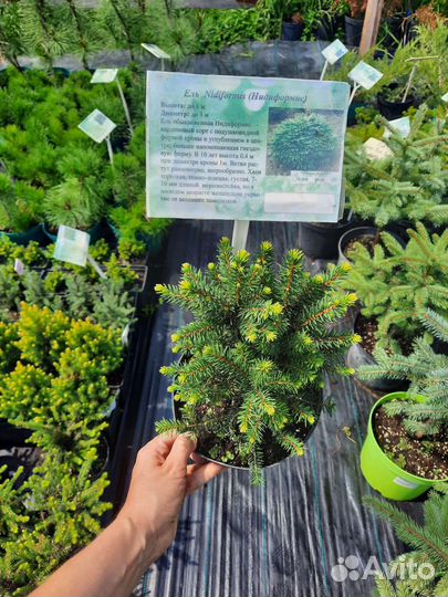 Ель Карел,Эхиниформис,Рейнбоуз энд,Коника,Глаука