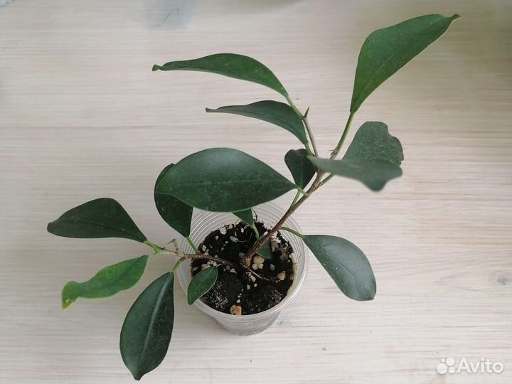 Фикусы, тиллансия