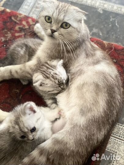 Отдам в добрые руки