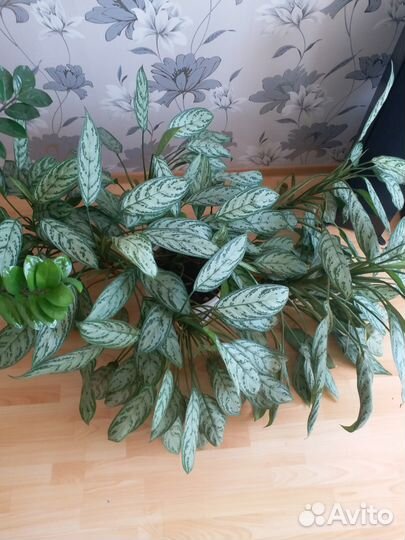 Цветок для дома или офиса