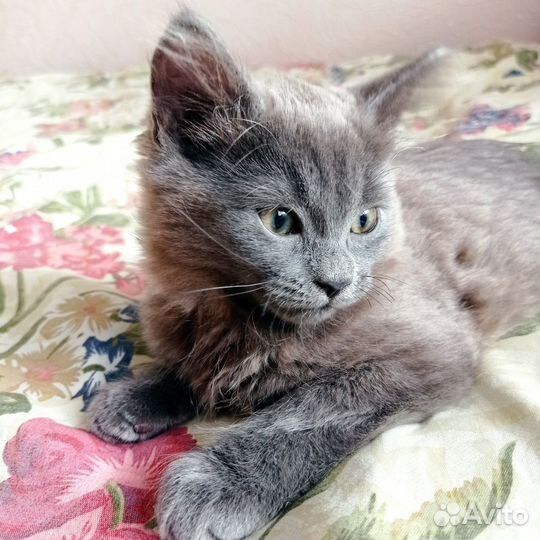 Котенок пушистый