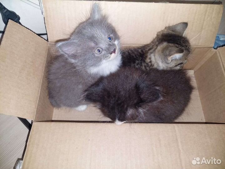 Котята ищут мам, пап