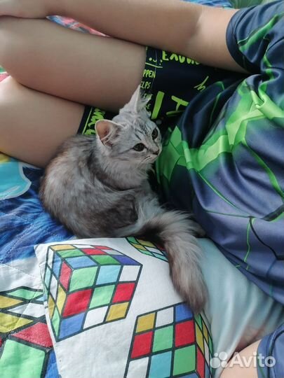 Котик бесплатно