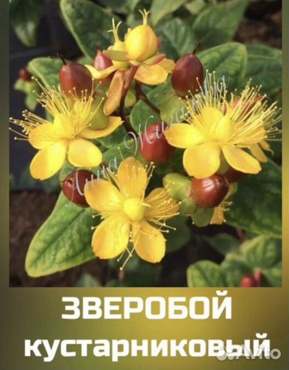 Красивоплодник, калина Бульдонеж