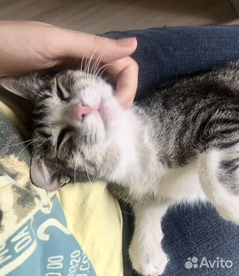 Косенькая кошечка Бэсси, 4 месяца, в добрые руки