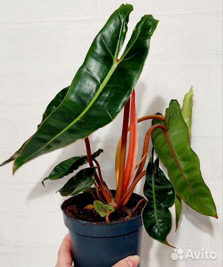 Филодендрон Биллитау