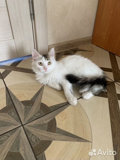 Котик в добрые руки