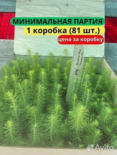 Саженцы сосны зкс