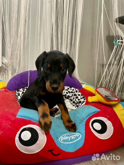 Щенки добермана