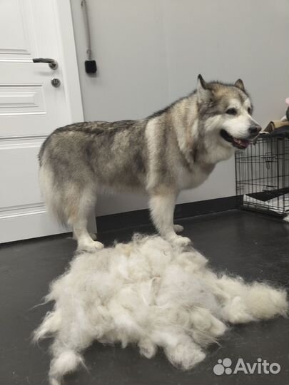 Груминг Крупных собак Экспресс-линька, Гигиена