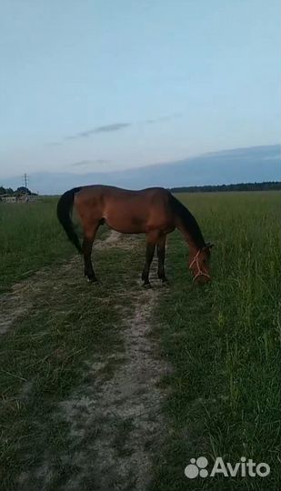 Кобыла и мерин 172в/х