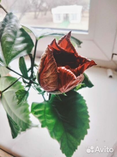 Гибискус цветущий