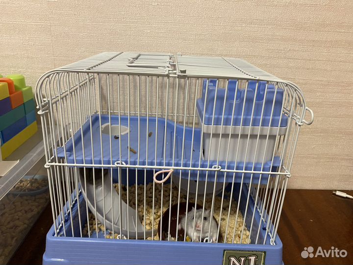 Хомяки джунгарики с новой клеткой