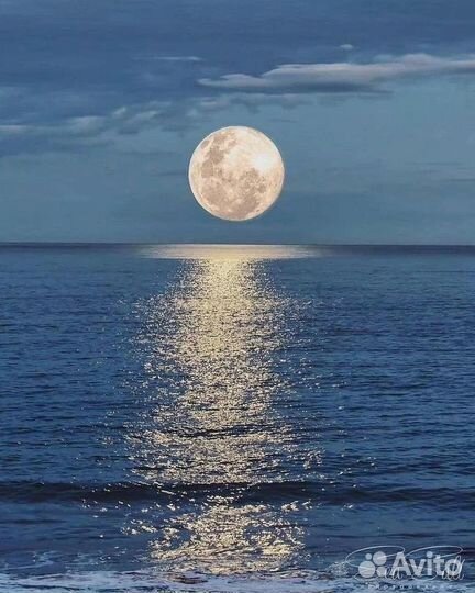 Водоросли для озера