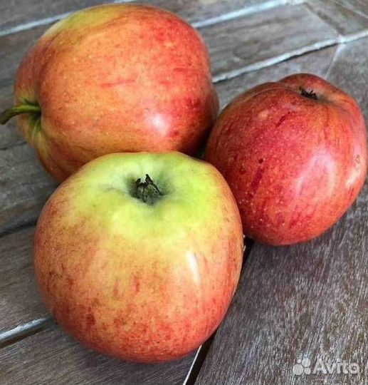 Саженцы яблони Штрейфлинг