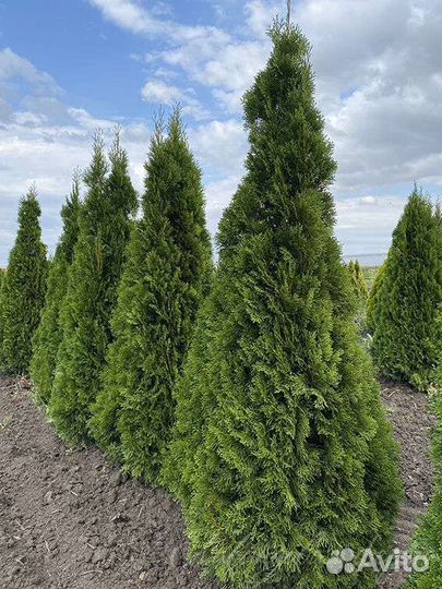 Туя Смарагд