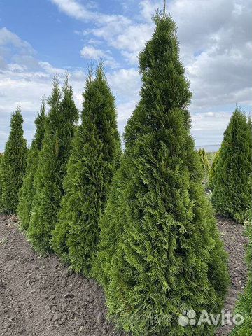 Туя Смарагд