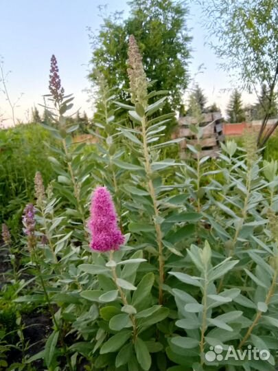 Спирея Дугласа