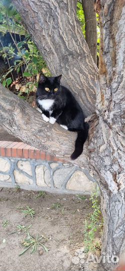 Кошечка Мика