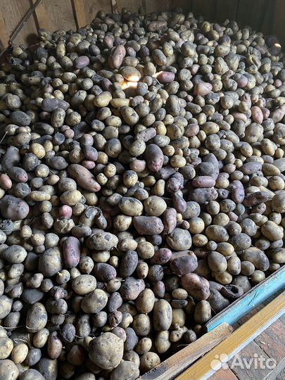 Продается картошка