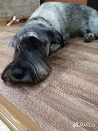 Вязка миттельшнауцер