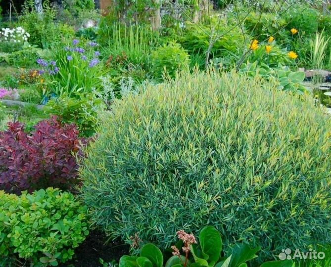 Ива карликовая пурпурная Нана