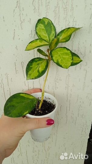 Комнатные растения цветы хойя аустрелис Лиза