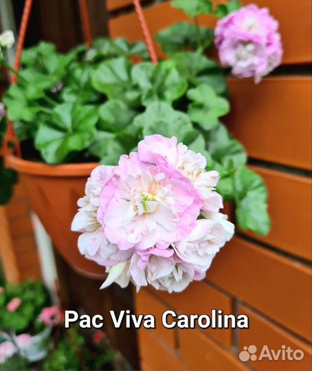 Пеларгония герань сортовая