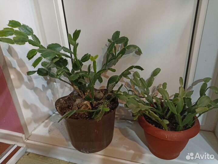 Декабристы