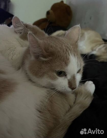 Отдам кота в добрые руки